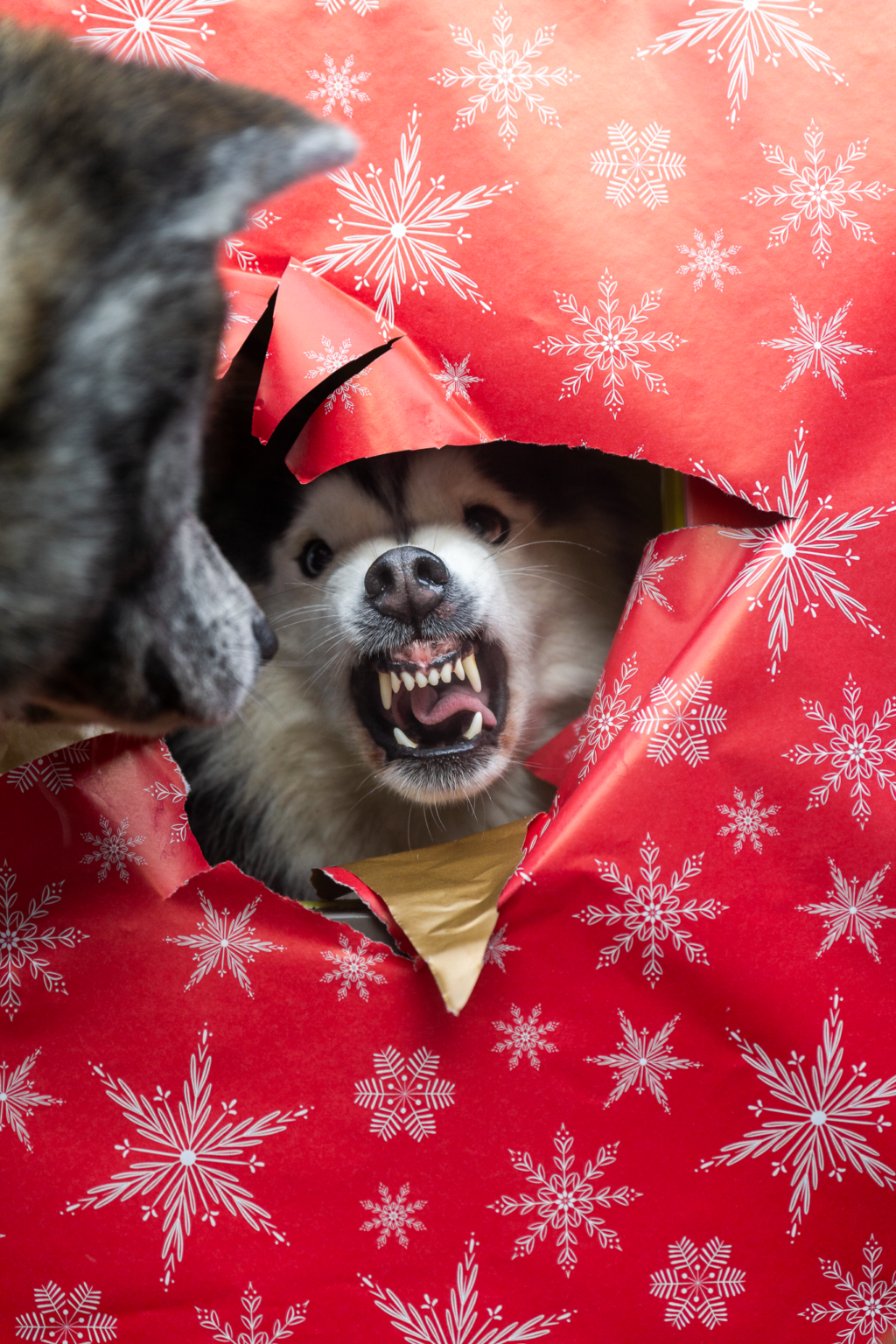 Goûter de Noël pour chiens à Nice