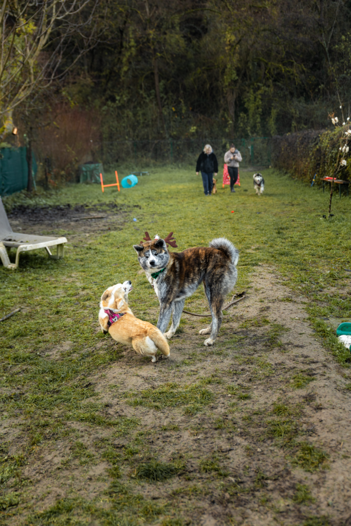 Goûter de noel pour chien