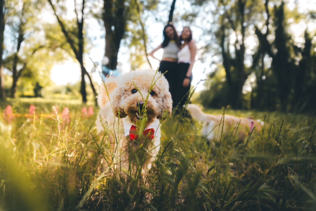 activité pour chien originale