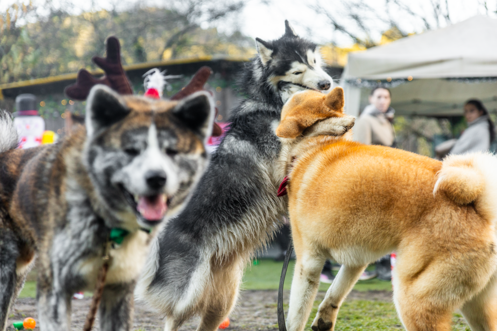 Goûter de noel pour chien