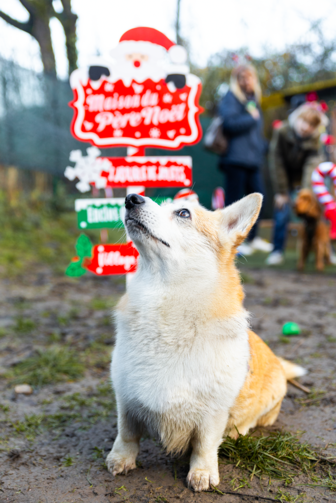 Goûter de noel pour chien