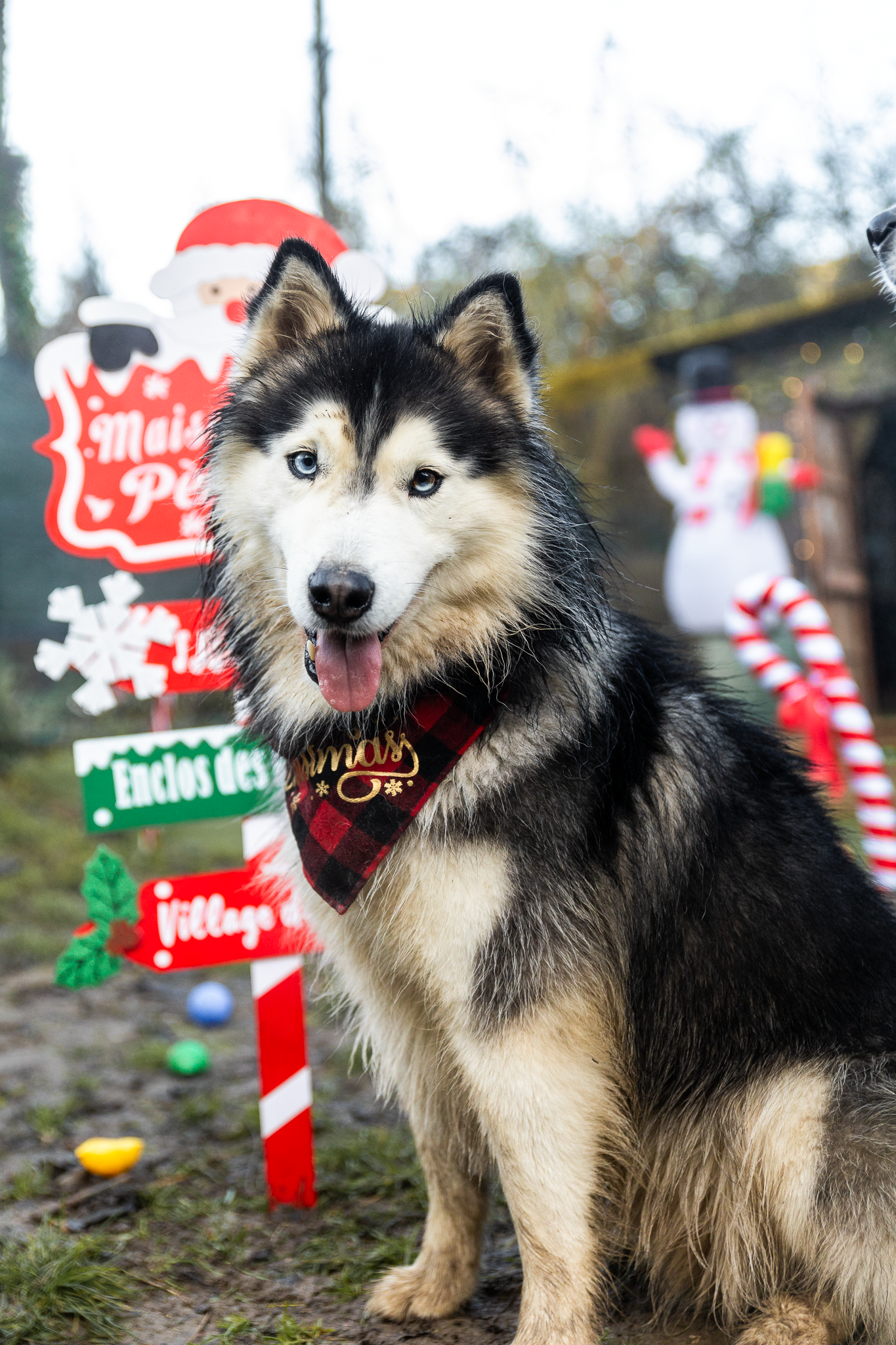 Goûter de noel pour chien