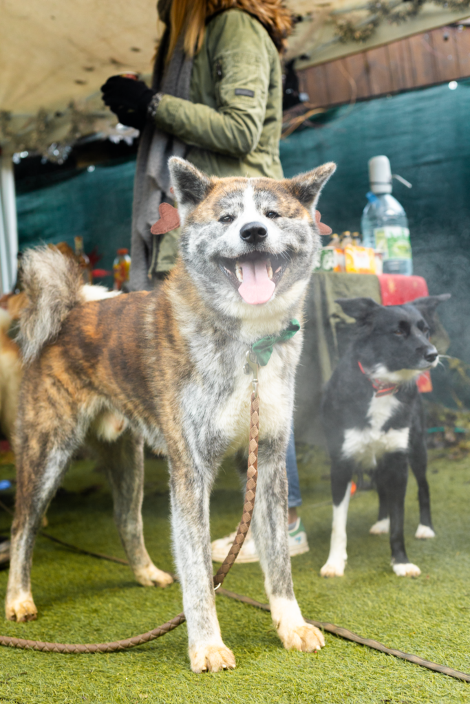 Akita Inu heureux