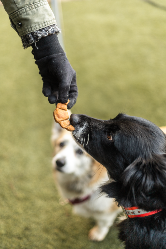 Goûter de noel pour chien friandises compagnon paris