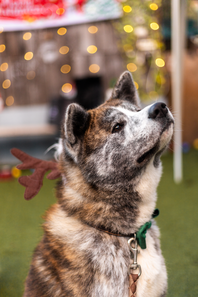 Goûter de noel pour chien