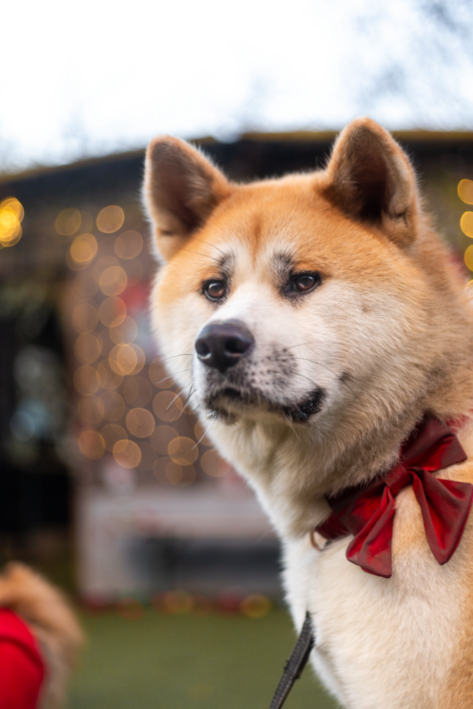 Goûter de noel pour chien