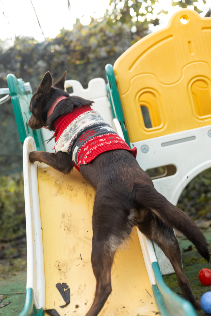 kelpie australien qui joue sur un toboggan